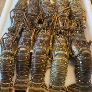 Spiny Lobster