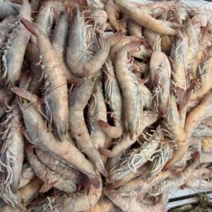 Fresh Florida Gulf Whole Shrimp 9-11 Count